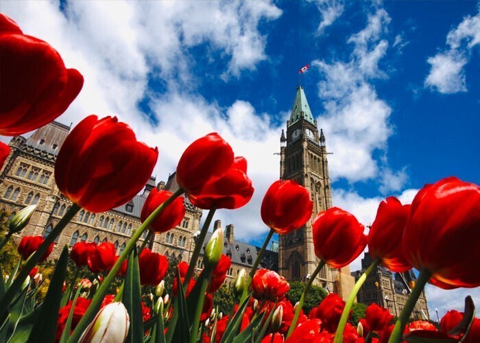 "Сегодня я узнал, что Нидерланды ежегодно дарят Канаде 20 тысяч тюльпанов в знак благодарности за защиту нидерландской королевской семьи во Второй мировой войне"