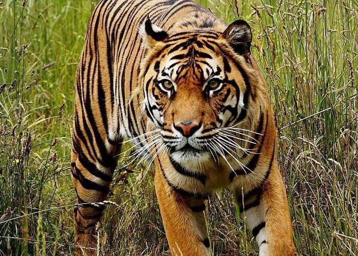 Тигры почти невидимы для некоторой добычи, ведь многие животные не различают оранжевый цвет - он видится им зеленым