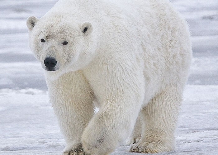 Из-за того, что большую часть жизни белые медведи проводят на морском льду, их классифицируют как морских млекопитающих